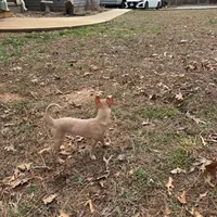 Finch, a male Chihuahua for sale in South Boston, VA – Photo 4 of 5