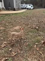 Finch, a male Chihuahua for sale in South Boston, VA – Photo 5 of 6