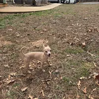 Finch, a male Chihuahua for sale in South Boston, VA – Photo 2 of 5