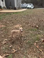 Finch, a male Chihuahua for sale in South Boston, VA – Photo 3 of 6