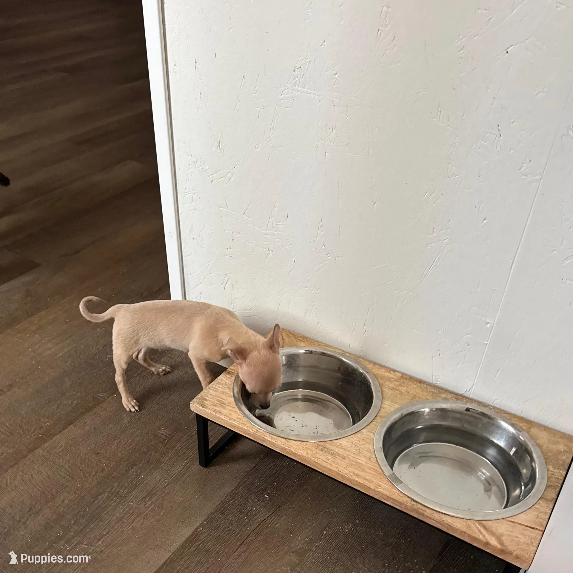 Finch, a male Chihuahua for sale in South Boston, VA – Photo 2 of 6