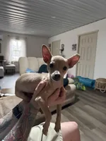 Finch, a male Chihuahua for sale in South Boston, VA – Photo 1 of 5