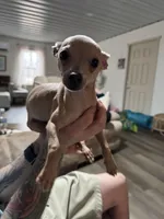 Finch, a male Chihuahua for sale in South Boston, VA – Photo 3 of 5