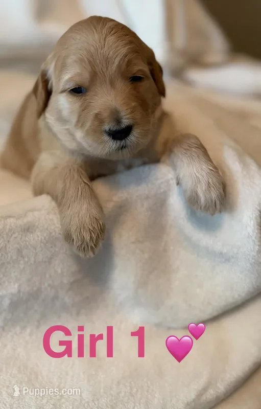 Girl 1 – Goldendoodle puppy for sale in Atlanta, GA