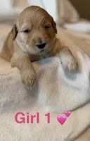 Girl 1, a female Goldendoodle for sale in Atlanta, GA – 1 of 4