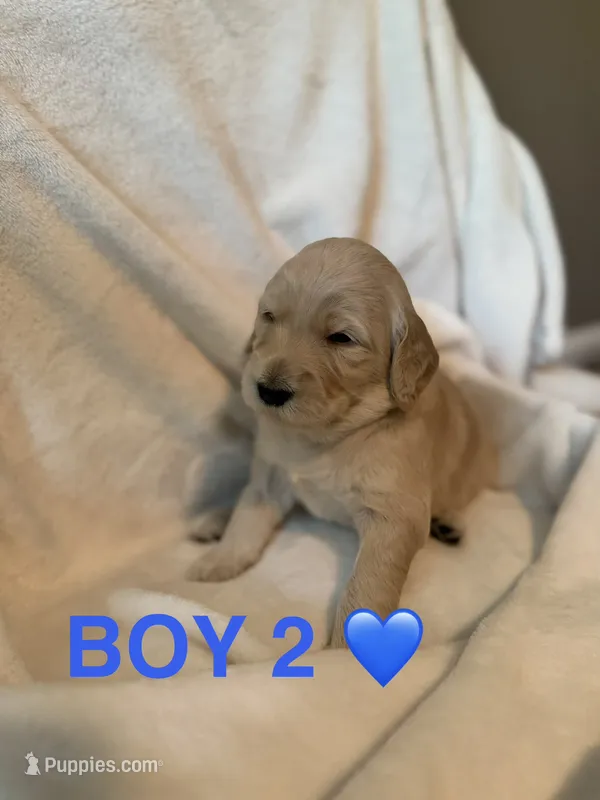 Boy 2 – Goldendoodle puppy for sale in Atlanta, GA
