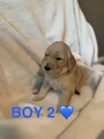 Boy 2, a male Goldendoodle for sale in Atlanta, GA – 1 of 4
