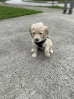 Tito, a male Goldendoodle for sale in Atlanta, GA – 2 of 5