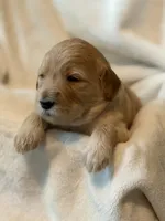 Girl 1, a female Goldendoodle for sale in Atlanta, GA – 4 of 4