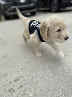Tito, a male Goldendoodle for sale in Atlanta, GA – 4 of 5