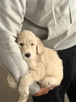 Tito, a male Goldendoodle for sale in Atlanta, GA – 3 of 5