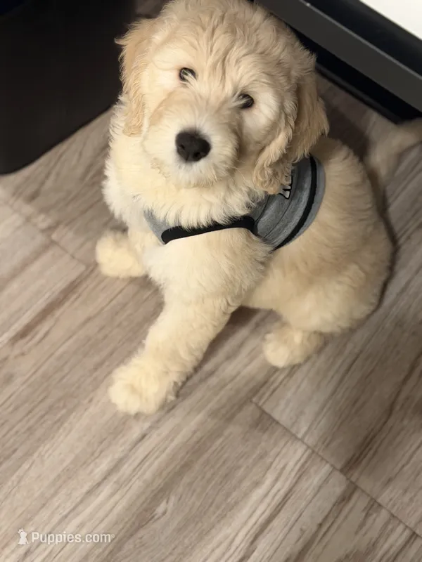 Tito – Goldendoodle puppy for sale in Atlanta, GA