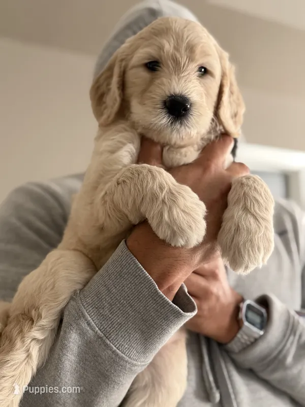 Tito – Goldendoodle puppy for sale in Atlanta, GA