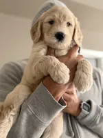 Tito, a male Goldendoodle for sale in Atlanta, GA – 1 of 5