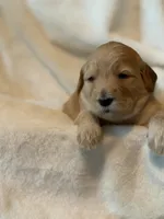 Girl 1, a female Goldendoodle for sale in Atlanta, GA – 2 of 4