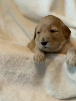 Girl 1, a female Goldendoodle for sale in Atlanta, GA – 3 of 4