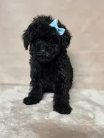 Gail, a female Poodle - Toy  for sale in Dadeville, AL – 7 of 7