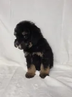 Lola, a male Poodle - Toy  for sale in Dadeville, AL – 2 of 5