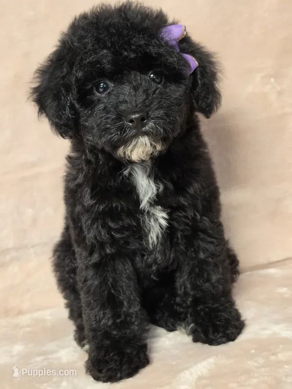 Shelby  – Poodle - Toy  puppy for sale in Dadeville, AL