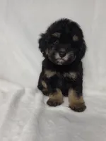 Lola, a male Poodle - Toy  for sale in Dadeville, AL – 4 of 5