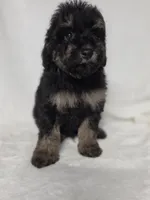 Dan, a male Poodle - Toy  for sale in Dadeville, AL – 3 of 5