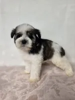 Ray , a female Miniature Schnauzer for sale in Dadeville, AL – 6 of 9