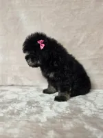 Laney , a female Poodle - Toy  for sale in Dadeville, AL – 3 of 8