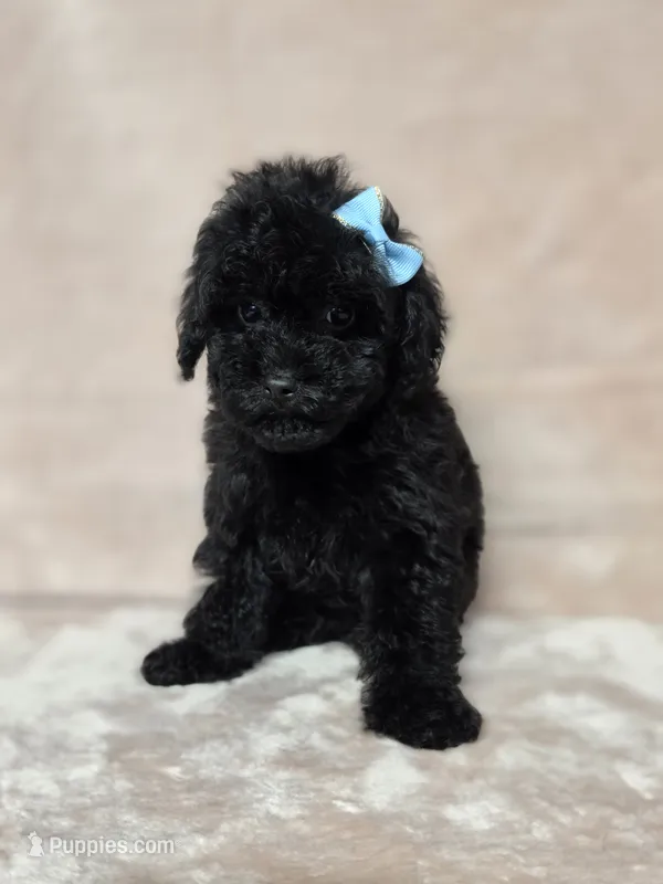 Gail – Poodle - Toy  puppy for sale in Dadeville, AL