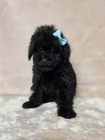 Gail, a female Poodle - Toy  for sale in Dadeville, AL – 1 of 7