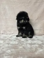 Laney , a female Poodle - Toy  for sale in Dadeville, AL – 7 of 8