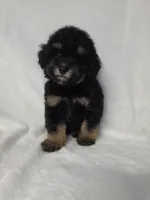 Lola, a male Poodle - Toy  for sale in Dadeville, AL – 5 of 5