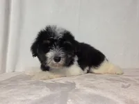 Jane , a female Miniature Schnauzer for sale in Dadeville, AL – 2 of 7