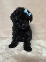 Gail, a female Poodle - Toy  for sale in Dadeville, AL – 3 of 7