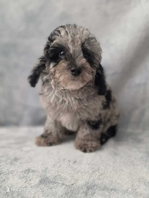 Kurry  – Poodle - Toy  puppy for sale in Dadeville, AL