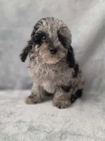 Kurry , a male Poodle - Toy  for sale in Dadeville, AL – 1 of 6