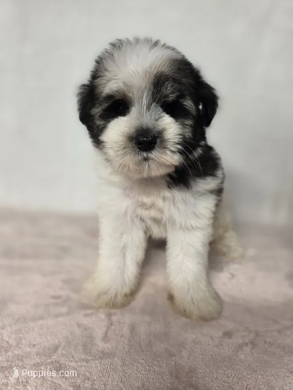 Ray  – Miniature Schnauzer puppy for sale in Dadeville, AL