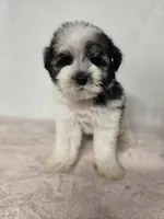 Ray , a female Miniature Schnauzer for sale in Dadeville, AL – 1 of 9