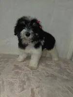 Jane , a female Miniature Schnauzer for sale in Dadeville, AL – 5 of 7