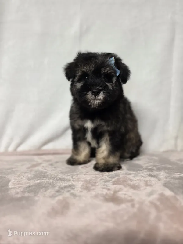 Laney  – Miniature Schnauzer puppy for sale in Dadeville, AL
