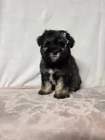 Laney , a female Miniature Schnauzer for sale in Dadeville, AL – 1 of 6