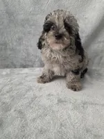 Kurry , a male Poodle - Toy  for sale in Dadeville, AL – 6 of 6
