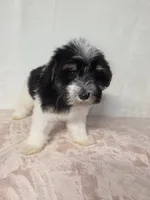 Jane , a female Miniature Schnauzer for sale in Dadeville, AL – 4 of 7