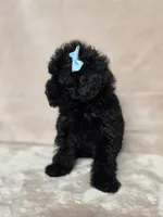 Gail, a female Poodle - Toy  for sale in Dadeville, AL – 4 of 7
