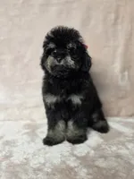 Laney , a female Poodle - Toy  for sale in Dadeville, AL – 5 of 8