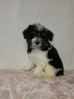 Jane , a female Miniature Schnauzer for sale in Dadeville, AL – 7 of 7