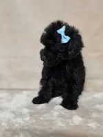 Gail, a female Poodle - Toy  for sale in Dadeville, AL – 2 of 7