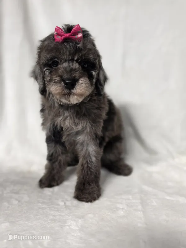 Judy  – Poodle - Toy  puppy for sale in Dadeville, AL