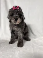Judy , a female Poodle - Toy  for sale in Dadeville, AL – 1 of 6