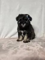 Laney , a female Miniature Schnauzer for sale in Dadeville, AL – 3 of 6