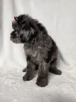 Judy , a female Poodle - Toy  for sale in Dadeville, AL – 2 of 6